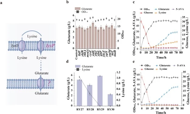 Transporter engineering for enhanced glutarate production. (a) Schematic diagram illustrating the transporter engineering strategy for glutarate production. lysP encodes lysine Internal transporter;lysO encodes lysine efflux transporter. (b) Shake flask assessment of candidate genes for glutarate tr