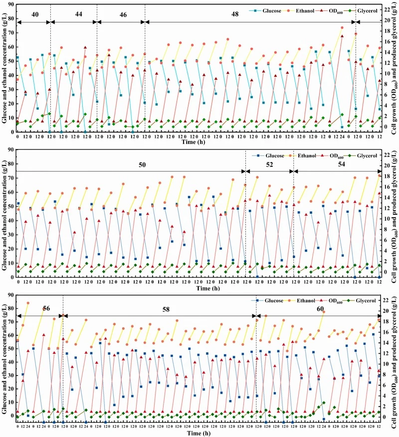 Adaptive evolution progress for ethanol tolerant S. cerevisiae by cultivating it in the medium containing gradually increased ethanol titer. The initial ethanol titer increased from 40 g/L to 60 g/L during the adaptive evolution progress with 10 stages of 40, 44, 46, 48, 50, 52, 54, 56, 58, and 60 g