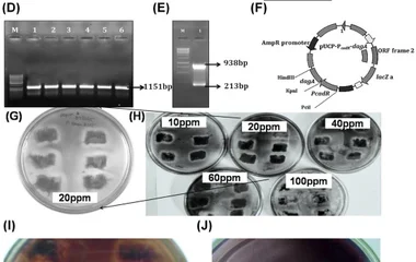 基于琼脂酶的细菌全细胞生物传感器用于环境样品中镉的检测