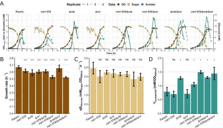 大肠杆菌RNase E、II和R突变体在葡萄糖摇瓶培养中的动力学分析。(A)光密度(OD;棕色)、葡萄糖浓度(米色)和乙酸盐浓度(绿色)随时间的变化(n ≥ 2个生物学重复)。(B)指数生长期测定的最大生长速率(n ≥ 4个生物学重复)和(C)最大比葡萄糖摄取速率(n = 2个生物学重复 × 3个指数期时间点)。(D)在乙酸盐峰值时测定的最大乙酸盐得率(n = 2个生物学 × 2个技术重复)。柱状图表示均值 ± SD。