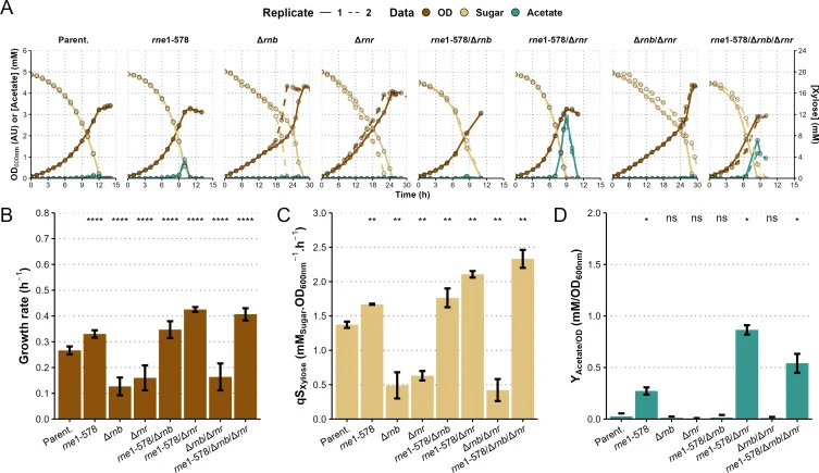 Kinetic analysis of E. coli RNase E, II, and R mutants grown on xylose in flasks. ( A ) Optical density (brown), xylose concentration (beige), and acetate concentration (green) as a function of time ( n = 2 biological replicates). ( B ) Maximum growth rate ( n ≥ 4 biological replicates) and ( C ) ma