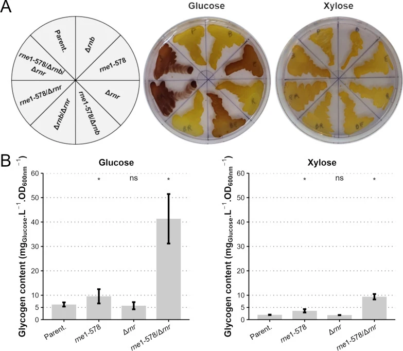 Quantification of glycogen content in E. coli RNase mutants grown on glucose or xylose. ( A ) (Left) Locations of the different mutants in the Petri dishes. (Middle) Qualitative measurement of glycogen content after 20 h growth on glucose and (right) 24 h growth on xylose. Glycogen content is reflec
