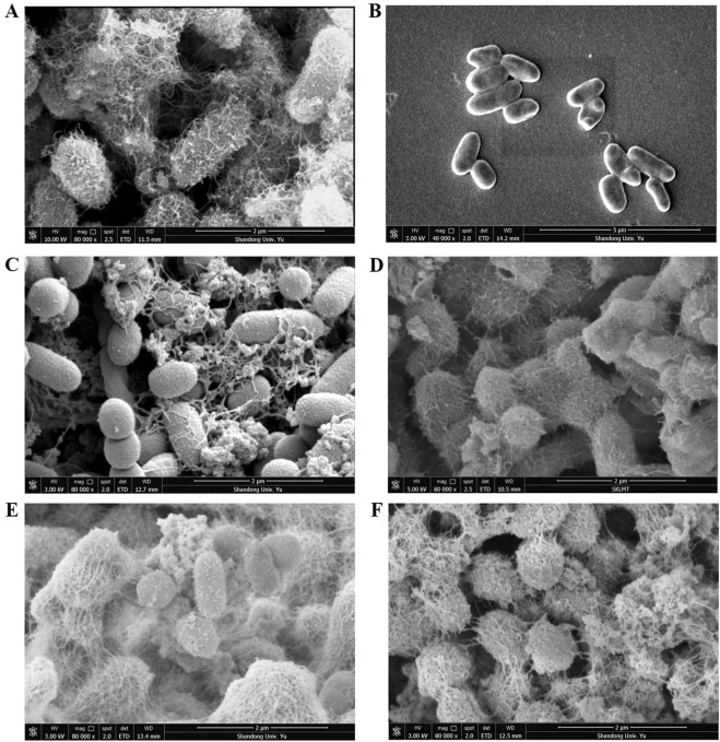 以BP为燃料的MFC中阳极生物膜及摇瓶培养中的P. putida B6–2细胞的SEM图像。(A)