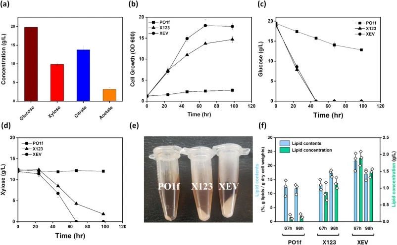 Fermentation of xylose-utilizing Y. lipolytica mutants using sorghum hydrolysate; (a) Composition of the sorghum hydrolysate, (b) Cell growth (OD600), (c) Glucose consumption, (d) Xylose consumption, (e) Comparison of biomass after the fermentation, (f) Lipid concentration and contents at 67 and 98