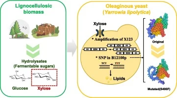 Engineering and evolution of Yarrowia lipolytica for produci