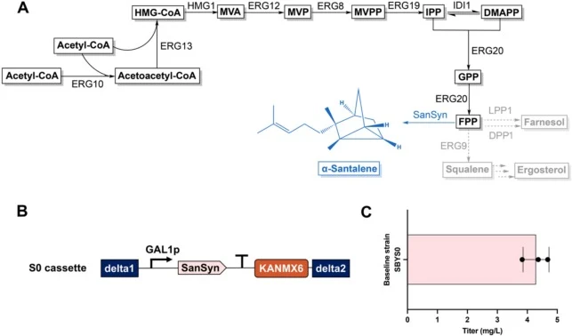 Heterologous biosynthetic pathway of α-santalene in S. cerevisiae and baseline strain construction. A. Schematic of the α-santalene biosynthetic pathway in S. cerevisiae. Key enzymes: ERG10, acetoacetyl-CoA thiolase; ERG13, 3-hydroxy-3-methylglutaryl-CoA synthase; HMG1, HMG-CoA reductase; ERG12, mev