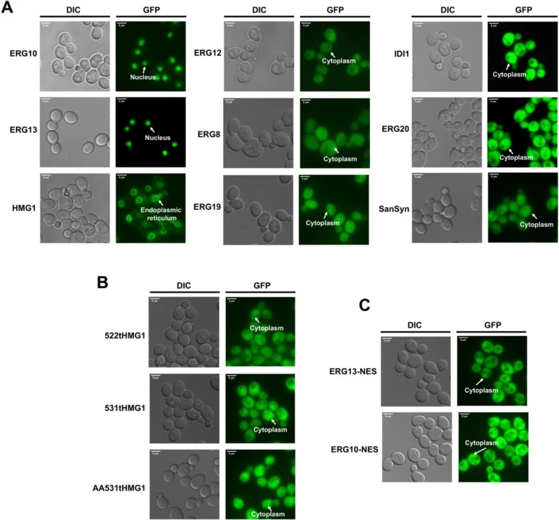 Subcellular localization and spatial organization of key enzymes in α-santalene biosynthesis in S. cerevisiae. A. Native localization of key enzymes in the α-santalene biosynthetic pathway, including ERG10, ERG13, HMG1, ERG12, ERG8, ERG19, IDI1, ERG20, and SanSyn. Enzymes were distributed across dis