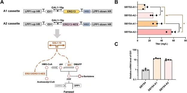 Spatial reprogramming of ERG13 and addition-copy IDI1 expression at the LPP1 locus for enhanced α-santalene production. A. Schematic of A1 and A2 expression cassettes used for genomic integration at the LPP1 locus. Cassette A1 enables co-expression of IDI1 and native ERG13 under the bidirectional GA