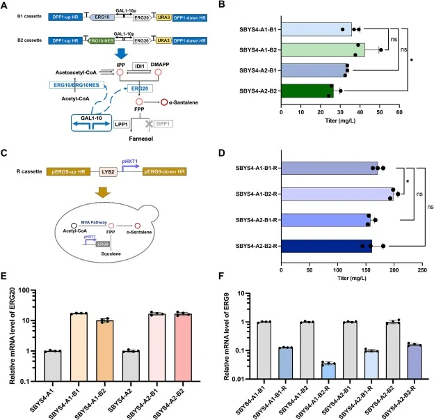 Combinatorial spatial engineering of ERG10 and pathway rewiring via ERG20 overexpression and ERG9 downregulation to enhance α-santalene production. A. Schematic of B1 and B2 expression cassettes for genomic integration at the DPP1 locus. Cassette B1 enables co-expression of ERG20 and native ERG10 un