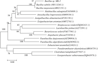 Phylogenetic tree analysis of Bacillus sp. MK-2 and its relatives. The numbers on each branch indicate bootstrap values (1000 bootstrap replicates), and the scale bar defines branch length.