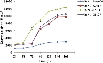 BsP43-Bman26及三个活性增强阳性克隆的酶产量图谱。所有实验均设三次重复,误差线表示标准差。