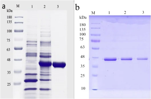 SDS-PAGE analysis of recombinant β-mannanases (a) Analysis of Bman26 produced by Bacillus subtilis WB800. Line M, protein marker; line 1, extracellular protein component of host Bacillus subtilis WB800; line 2, extracellular protein component of recombinant strain BsP43-Bman26; line 3, purified Bman