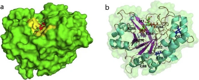 Docked complex of Bman26 (a) Overall structure of Bman26 in complex with mannotriose. Two catalytic residues, Glu167 and Glu266, are colored in red. Seven other deduced active sites (Phe37-Tyr40-Trp72-His105-Tyr242-Trp298-Trp302) are colored in yellow. (b) Structural view of Bman26 exhibiting substi