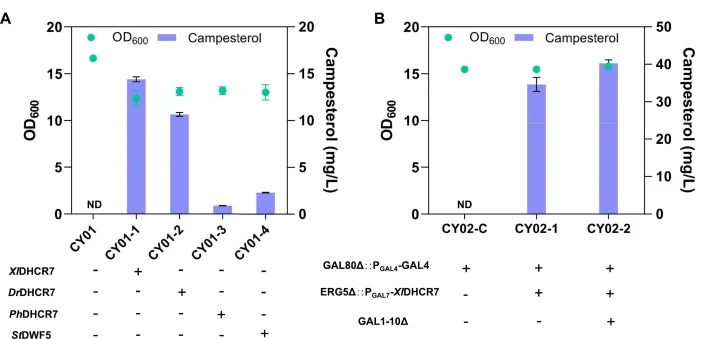 Screening of DHCR7 and modification of galactose induced expression system for de novo biosynthesis of campesterol. (A) De novo biosynthesis of campesterol in engineered yeast strains. (B) Campesterol accumulation in engineered strains with modification of the galactose induced expression system. Al
