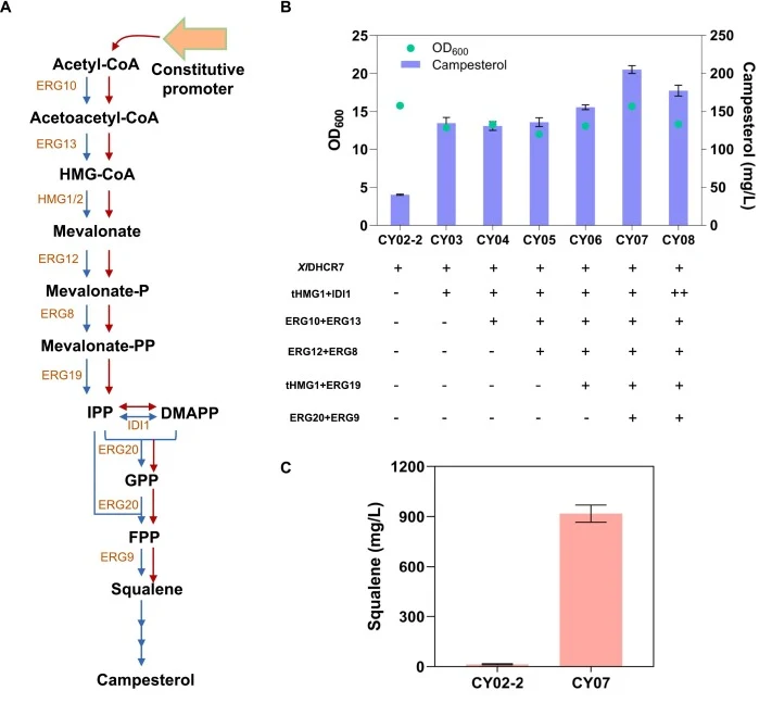 Enhancing campesterol production by modulating the pre-squalene pathway. (A) Illustration of pre-squalene biosynthesis pathway engineering. (B) Campesterol accumulation in engineered strains with modification of pre-squalene pathway. (C) Analysis of squalene titers in engineering strains. All engine