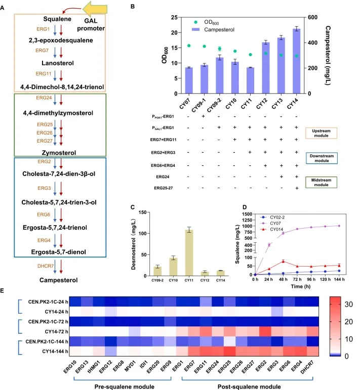 Enhancing campesterol production by modulating the post-squalene pathway. (A) Illustration of post-squalene biosynthesis pathway engineering. (B) Campesterol accumulation in engineered strains with modification of post-squalene pathway. (C) Analysis of by-product demosterol titer in engineering stra