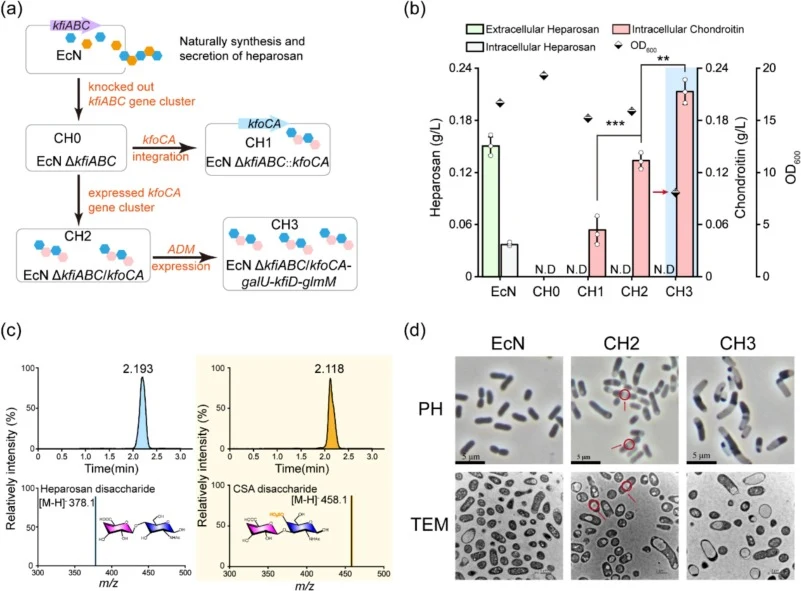 Development of engineered EcN strains for chondroitin synthesis. (a) Schematic diagram of chondroitin synthesis in engineered EcN. (b) Comparison of extracellular and intracellular chondroitin production by optimizing the expression of KfoCA and coordinating the UDP-sugars supply. (c) Identified the