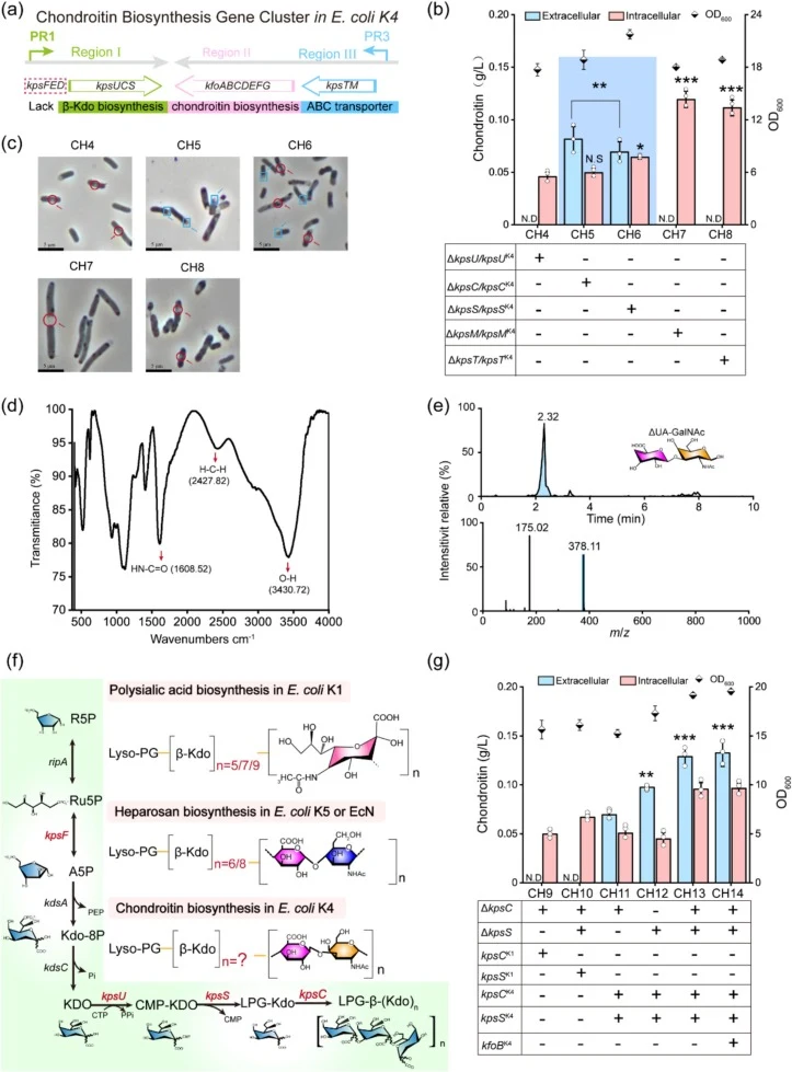 Eliminating the rale-limiting steps in the chondroitin secret. (a) The whole genome sequencing of chondroitin biosynthesis gene cluster in E. coli K4. (b) Chondroitin secretion was compared among different replacement and optimization of gene cluster from E. coli K4. FTIR spectra analyses of extrace