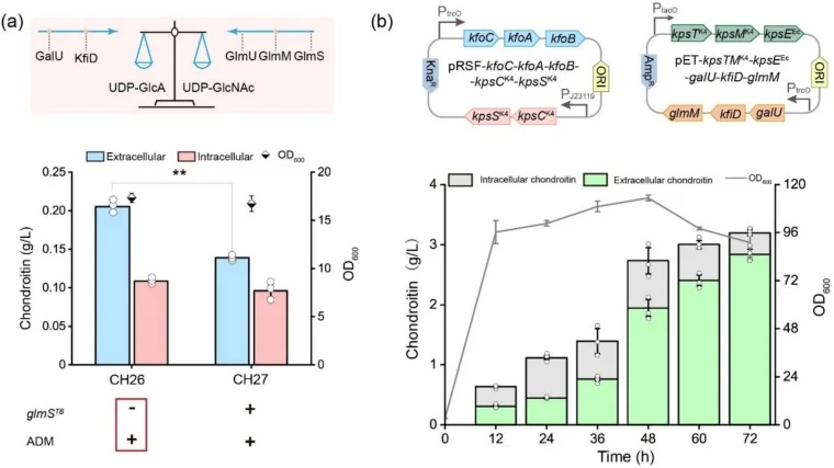 Optimization and fed-batch fermentation for chondroitin production in a 3-L fermenter. (a) Coordinate the different strategies to enhance chondroitin biosynthesis. (b) Fed-batch fermentation of engineered strain CH26 for chondroitin production, both extracellular and intracellular. The green bar rep