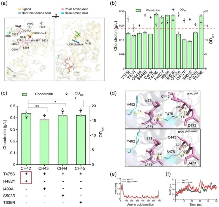 Structural and dynamic analysis of KfoC and its mutants. (a) Surface display of potential mutation sites in KfoC. (b) The effects of chondroitin synthesis in different KfoC mutants. (c) The chondroitin production of combined mutants. (d) Surface display and RMSF (e) with RMSD (f) of the KfoC and its