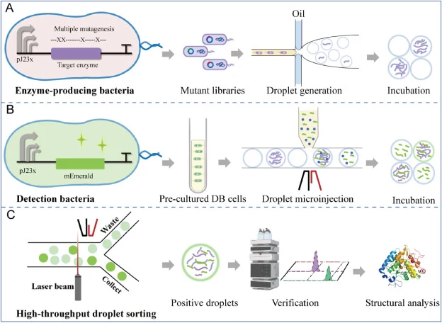 Schematic flowchart of the general procedure of high-throughput microfluidic droplet sorting based on a bacterial biosensor for 5-HPE. (A) Mutant library generation, encapsulation and incubation. (B) DB cells injection and droplet incubation. (C) Separation of positive droplets and further verificat