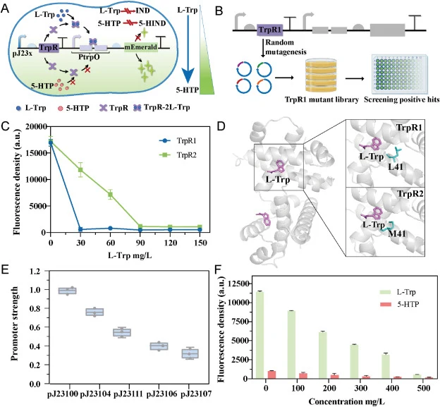 Design and optimization of the L-Trp-detecting (TD) biosensor system. (A) Methodology for the development of a L-Trp-detecting (TD) biosensor system. (B) Schematic illustration of the screening procedure for engineering the L-Trp regulator. (C) Quantitative analysis of the fluorescence response of T