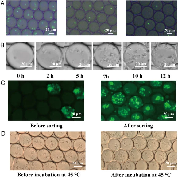 Droplet optimization. (A) DB3 cells at different densities were separated into droplets. From left to right: OD600 of 0.5, 0.1, and 0.05, respectively. (B) Individual DB3 cells were incubated in separate droplets for 12 h. (C) Fluorescence microscopic images of positive droplets before and after sor