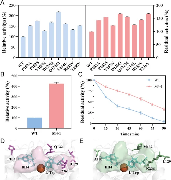 Droplet optimization. (A) Relative and residual activities of the WT CviPAH and its derived mutants were measured after an appropriate period of incubation at the respective optimal temperatures. (B) Relative activities of the WT CviPAH and M4-1. (C) Thermostability of WT and M4-1 at 45 °C. (D) Stru