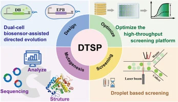 Programming a bacterial biosensor for directed evolution of