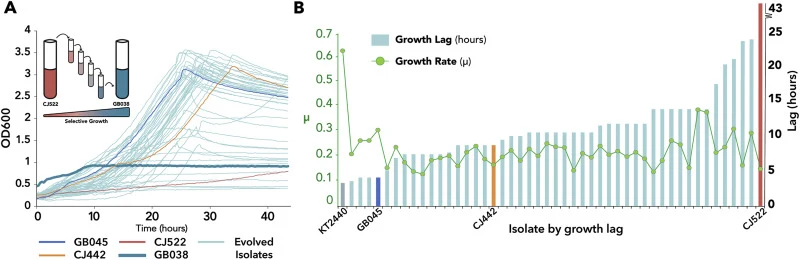 Characterization of evolved clones. Deletion of gcd in CJ442 generated CJ522. Both strains are shown for comparison. (A) Serial passaging of strain CJ522 was performed using 1% (vol/vol) of culture to inoculate fresh M9 minimal medium containing 30 mM glucose (top left inset). Population GB038 demon