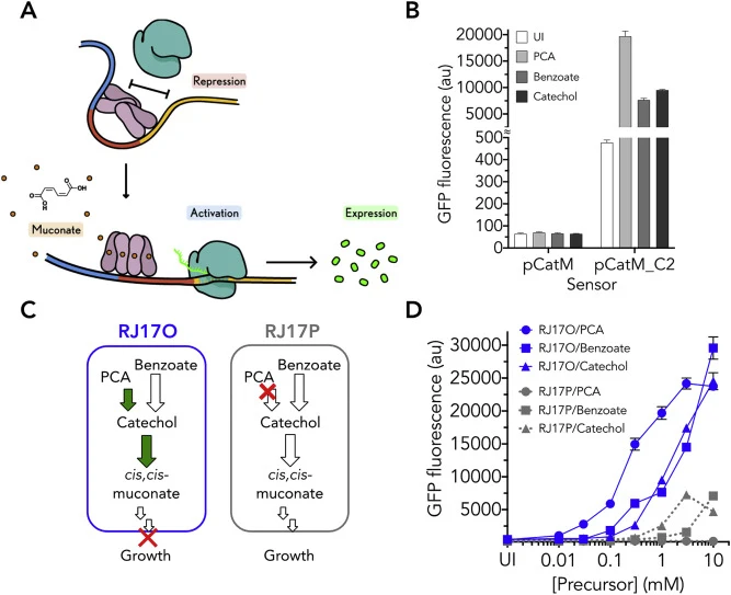 Fluorescence-activated cell sorting of an evolved population carrying the CatM-based biosensor construct. (A) Illustration of CatM activation of gene expression in the presence of muconate. (B) GFP fluorescence based on activation of the muconate biosensor construct in a P. putida strain that accumu