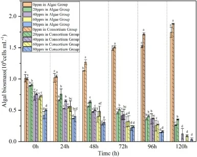 在铜浓度(0–80 ppm)变化下,联合体组和微藻组中的斜生栅藻(S. obliquus)生物量分别在120小时内的变化。不同字母表示处理间差异具有统计学意义(平均值 ± 标准差,n = 5;p ≤ 0.05)。