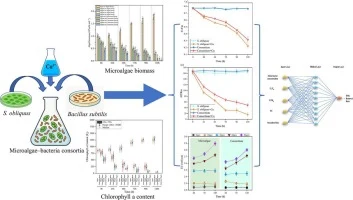 Copper stress responses in Scenedesmus obliquus–Bacillus sub