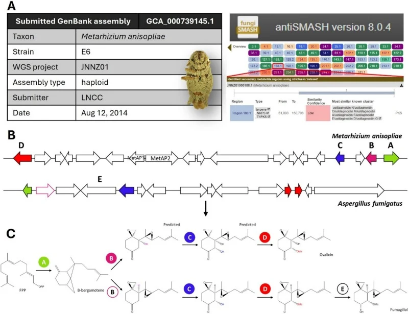 在M. anisopliae中通过基因组挖掘和序列比较鉴定卵假散囊菌素生物合成候选基因(图1)(A) 对提交的M. anisopliae基因组组装(GCA_000739145.1)进行antiSMASH分析,鉴定出65个候选次级代谢物生物合成区域,其中有一个萜烯相关区域……