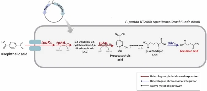 来自恶臭假单胞菌KT2440中TPA的LA生物合成途径,通过质粒介导的tpaK、tphA和tphB表达及LA合成基因的染色体整合实现。