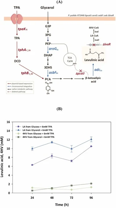 葡萄糖和甘油对恶臭假单胞菌KT2440 GP102中LA生产的影响。(A) 恶臭假单胞菌KT2440中由甘油或TPA生产LA的工程化生物合成途径。(B) 菌株GP102以2%葡萄糖或甘油作为共底物、6 mM TPA存在下的LA生产情况。