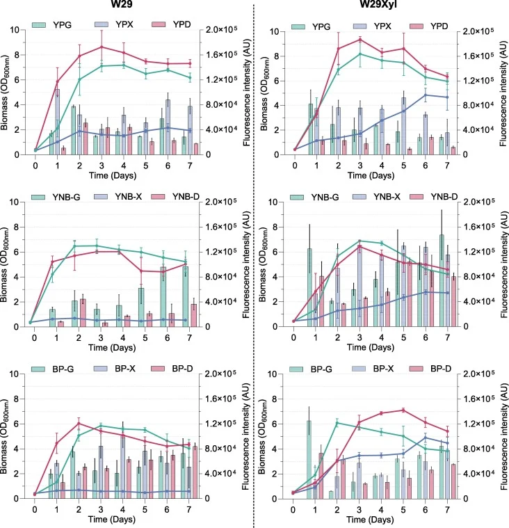 Biomass and lipid accumulation. Batch fermentation in rich media (YP-), nitrogen-limited synthetic media (YNB-), and sugarcane bagasse pretreatment fractions (BP-) are compared. Carbon sources are indicated: glycerol (green), xylose (blue), glucose (red). Curves: biomass accumulation (OD600 nm, left