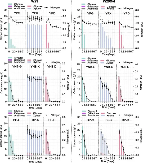 Sugar, glycerol and nitrogen consumption. Batch fermentation analyses of rich media (YP-), nitrogen-limited synthetic media (YNB-), and bagasse pretreatment media (BP-). W29 (Left column) and W29Xyl (Right column). Carbon sources (glucose, xylose, glycerol, galactose, arabinose) quantified (left axi