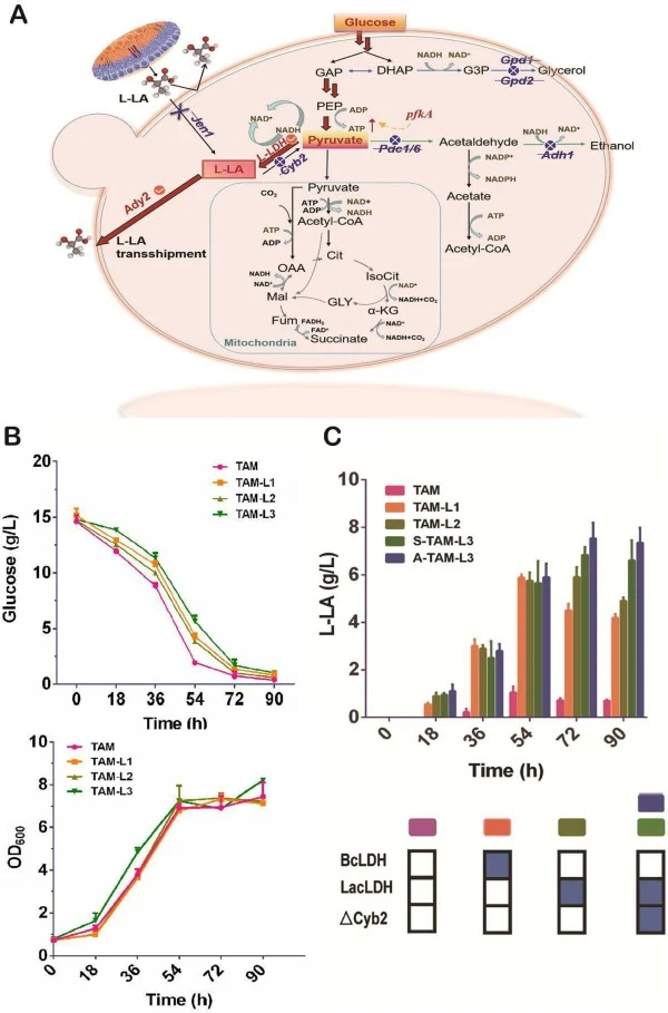 L-LA bioproduction in S. cerevisiae strains that heterologously synthesized the lactate dehydrogenase genes BcLDH and LacLDH. (A) Illustration of the metabolism and related cytoplasmic synthesis pathways in S. cerevisiae using glucose as a carbon source. Red arrows represent the major metabolic path