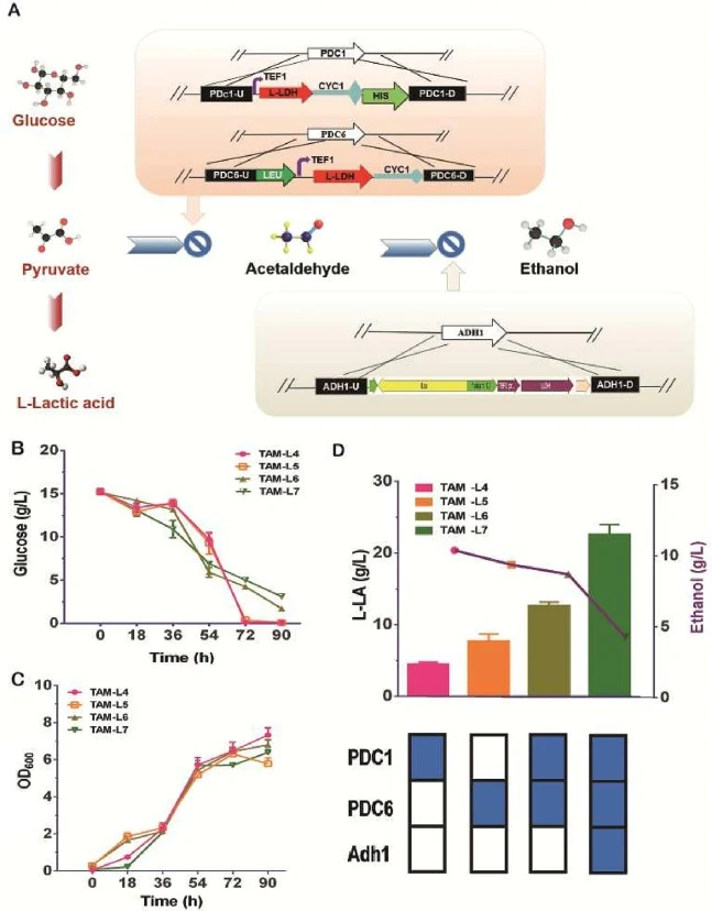 Modification of pyruvate decarboxylase (PDC) and alcohol dehydrogenase (ADH) to enhance metabolic control and promote high-efficiency synthesis of L-LA. (A) Metabolic scheme used to prevent the production of acetaldehyde by TAM-L4 (TAM-L3ΔPdc1), TAM-L5 (TAM-L3ΔPdc6), and TAM-L6 (TAM-L3ΔPdc1 ΔPdc6) b
