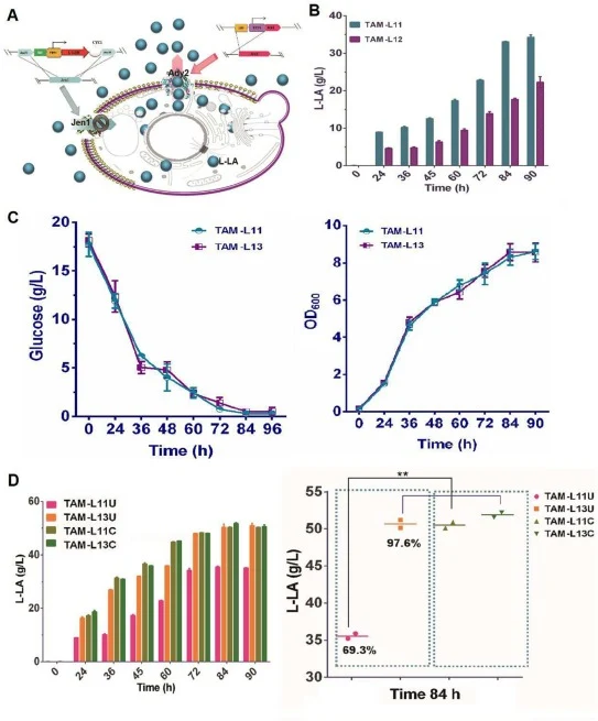 Regulation of intracellular and extracellular transport promoted L-LA synthesis in S. cerevisiae. (A) Schematic diagram of the regulation of L-LA bioproduction by extracellular transport. (B) Results of L-LA bioproduction in the presence of knockout of the gene encoding hydroxytransferase Jen1 in TA