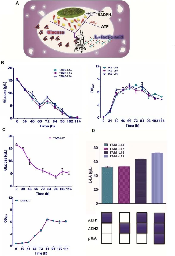 调控能量和氧化还原辅因子补偿以促进L-乳酸生物合成。(A) 能量和氧化还原因子调控L-乳酸生物合成的示意图。(B) 菌株TAM-L14(TAM-L13ΔNDE1)、TAM-L15(TAM-L13ΔNDE2)和TAM-L16(TAM-L13ΔNDE1ΔNDE2)的OD600值和葡萄糖消耗。