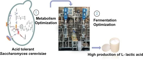 Combinatorial metabolic engineering and process optimization