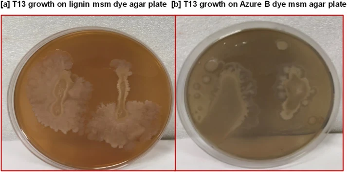 B. licheniformis T13在(a)木质素-MSM琼脂和(b)Azure B-MSM琼脂上于37°C培养72 h后的木质素分解活性。