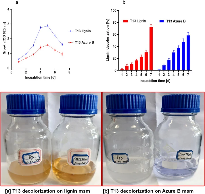 (a) Growth kinetics (OD620) and (b) percentage decolorization of lignin (280 nm) and Azure B (663 nm) by B. licheniformis T13 over 7 days at 37°C and 150 rpm. The acetyl bromide solvolysis method was applied to residual insoluble pellets to assess true lignin removal. Data are presented as mean ± SD
