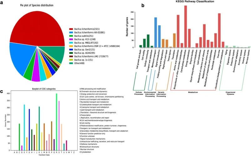 Genomic annotations of Bacillus licheniformis T13: (a) Pie chart of taxonomic distribution from nr database, showing 94.33% B. licheniformis, 3.32% B. paralicheniformis, and 1.57% B. subtilis. (b) KEGG pathway classification of genes across metabolic, genetic, environmental, cellular, and organismal