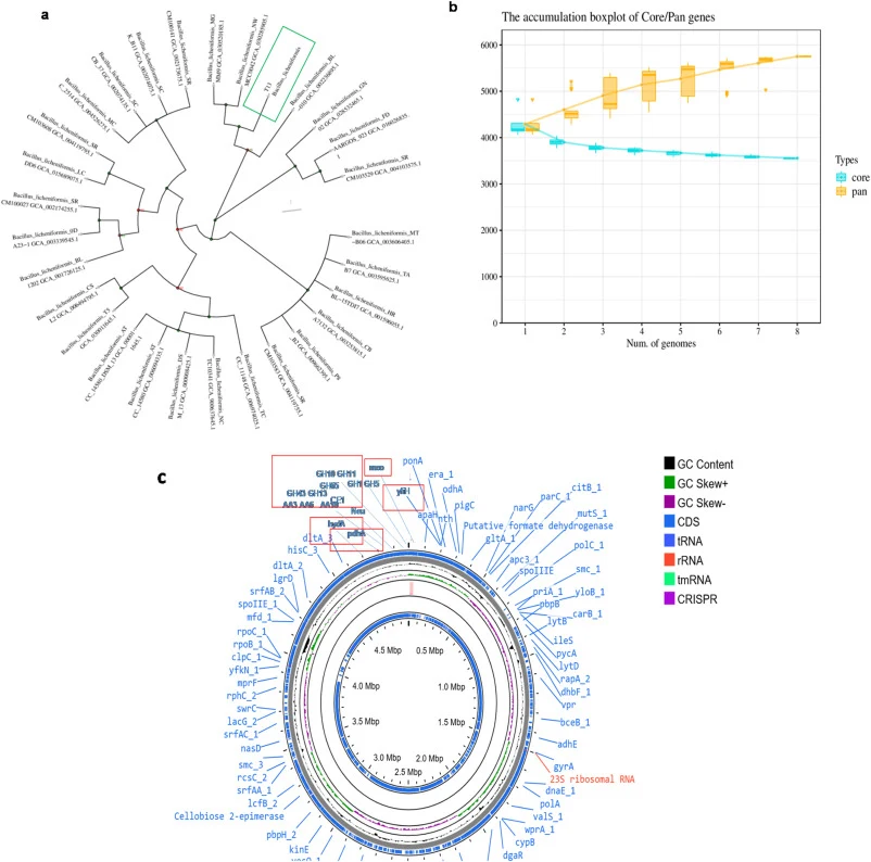 Phylogenetic Analysis of Bacillus licheniformis T13: [a] Trees Based on 16 S rRNA, [b] Sequences and Core Gene SNPs, [c] CG view map of Bacillus licheniformis T13 genome for indicating the key genes involve in lignin, hemicellulose, cellulose, starch degradation and biohydrogen production.