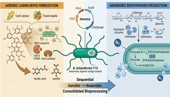 Bacillus licheniformis T13: A bifunctional strain for sequen