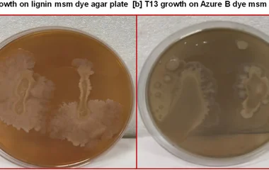 Bacillus licheniformis T13