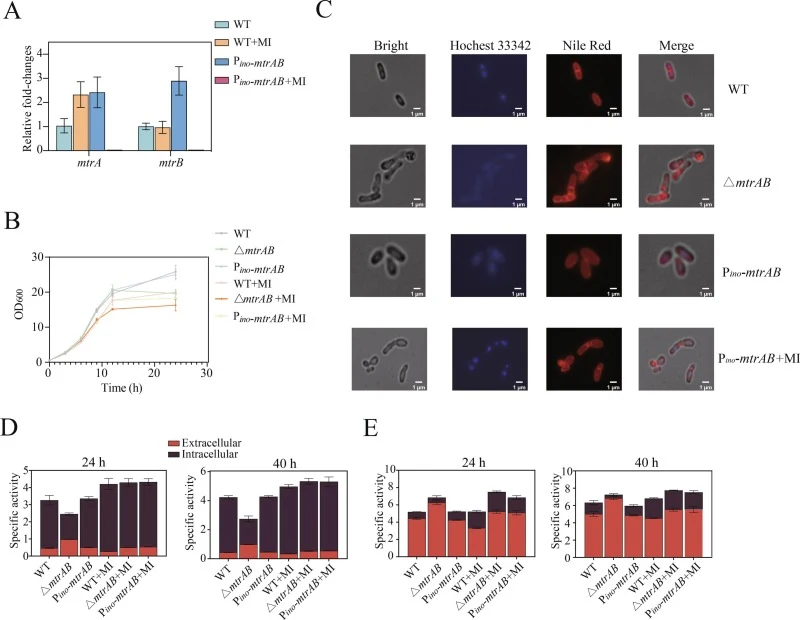 Application of the inositol-silencing system to regulate the MtrAB TCS for improved α-amylase production. (A) The relative changes in mtrA and mtrB expression of the different strains on CGXII medium with 4 % (w/v) glucose or 4 % glucose with 1 % (w/v) myo-inositol. (B) The growth curve of the diffe